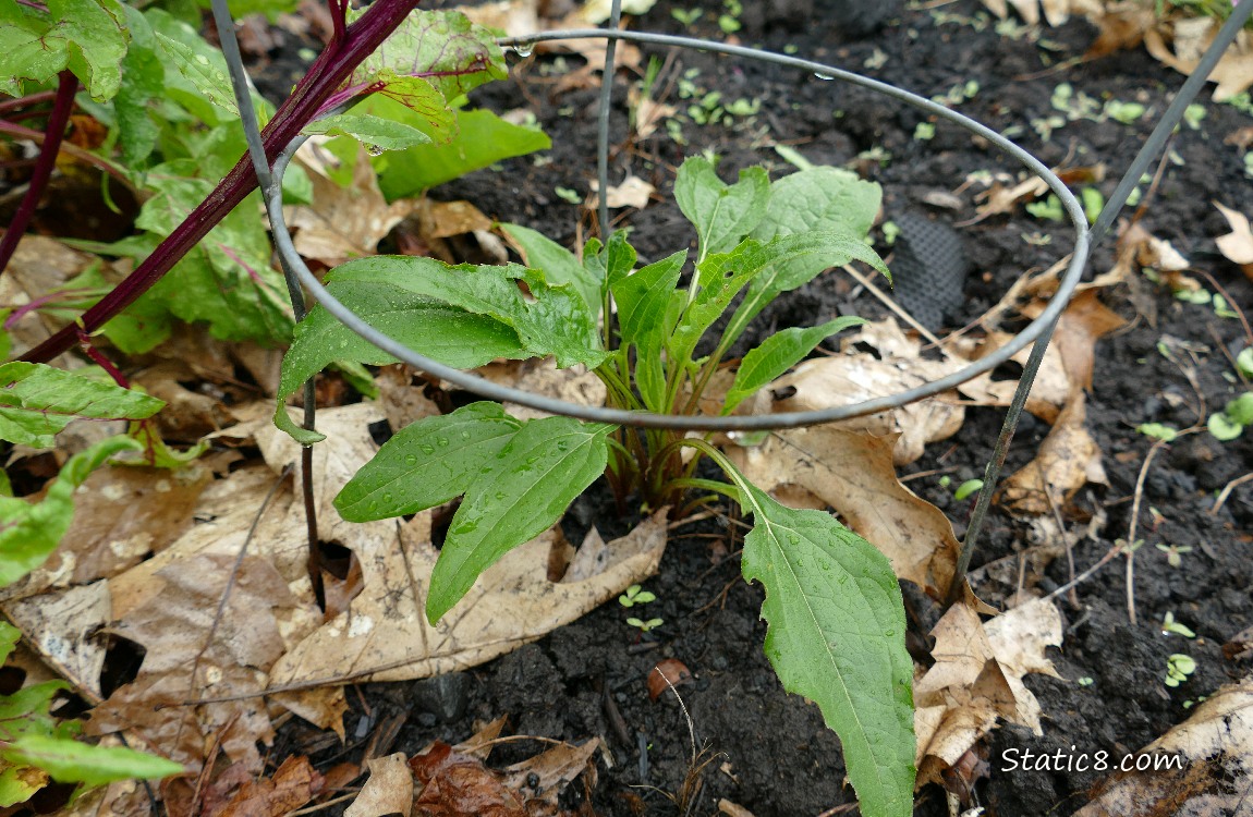 Small Echinacea growing in the dirt