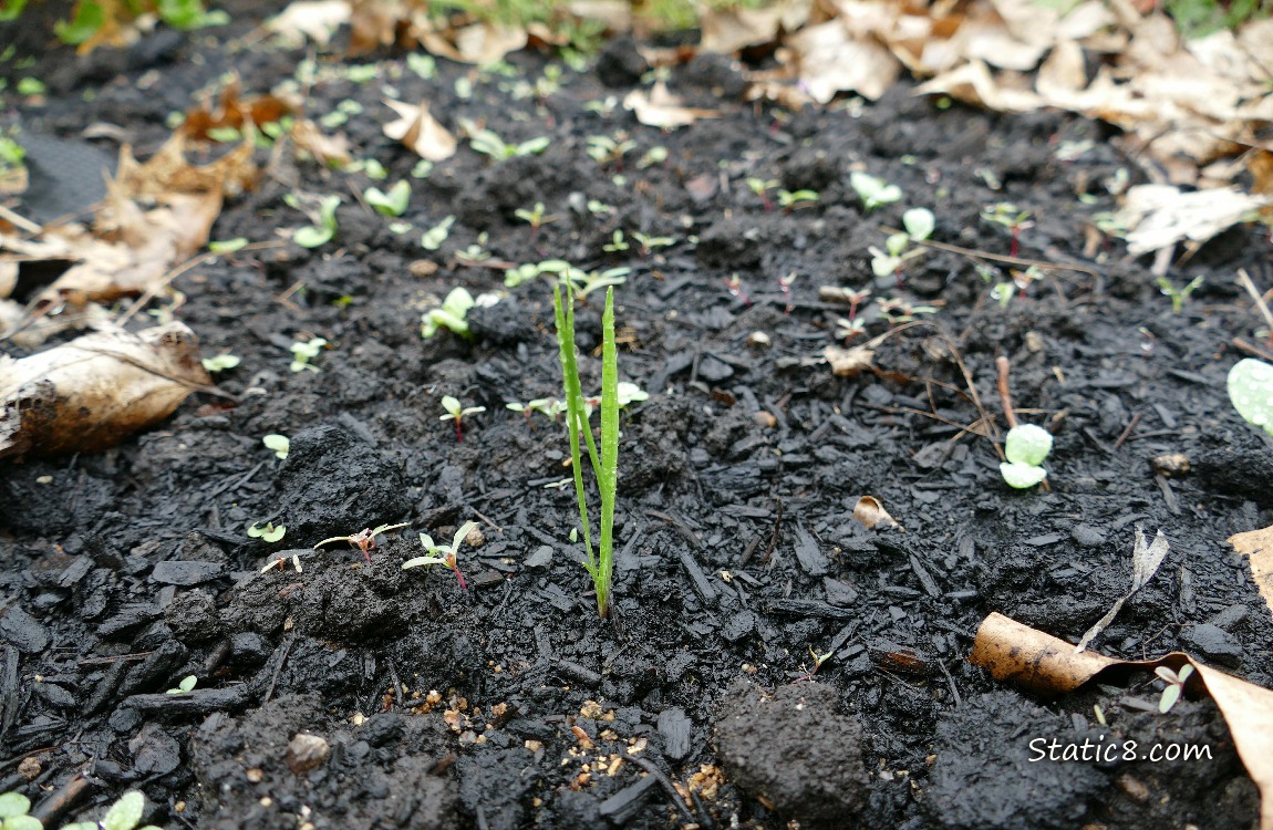 Salsify seedling growing in the dirt