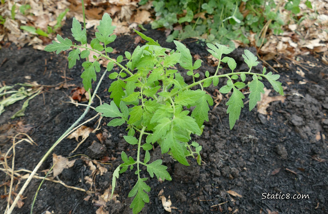 Tomato plant growing in the dirt