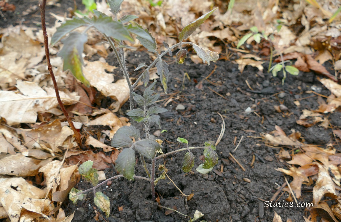 Tomato plant with dark leaves