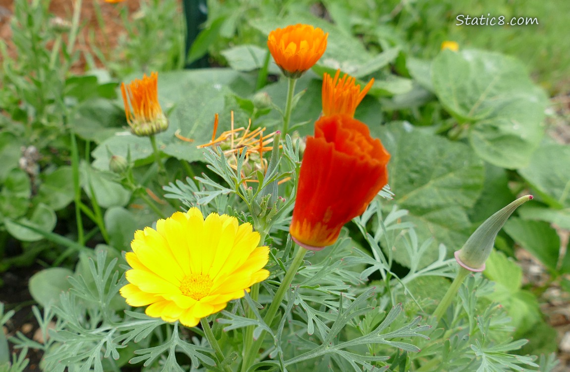 Yellow and orange Calendula blooms with unopened California Poppy blooms
