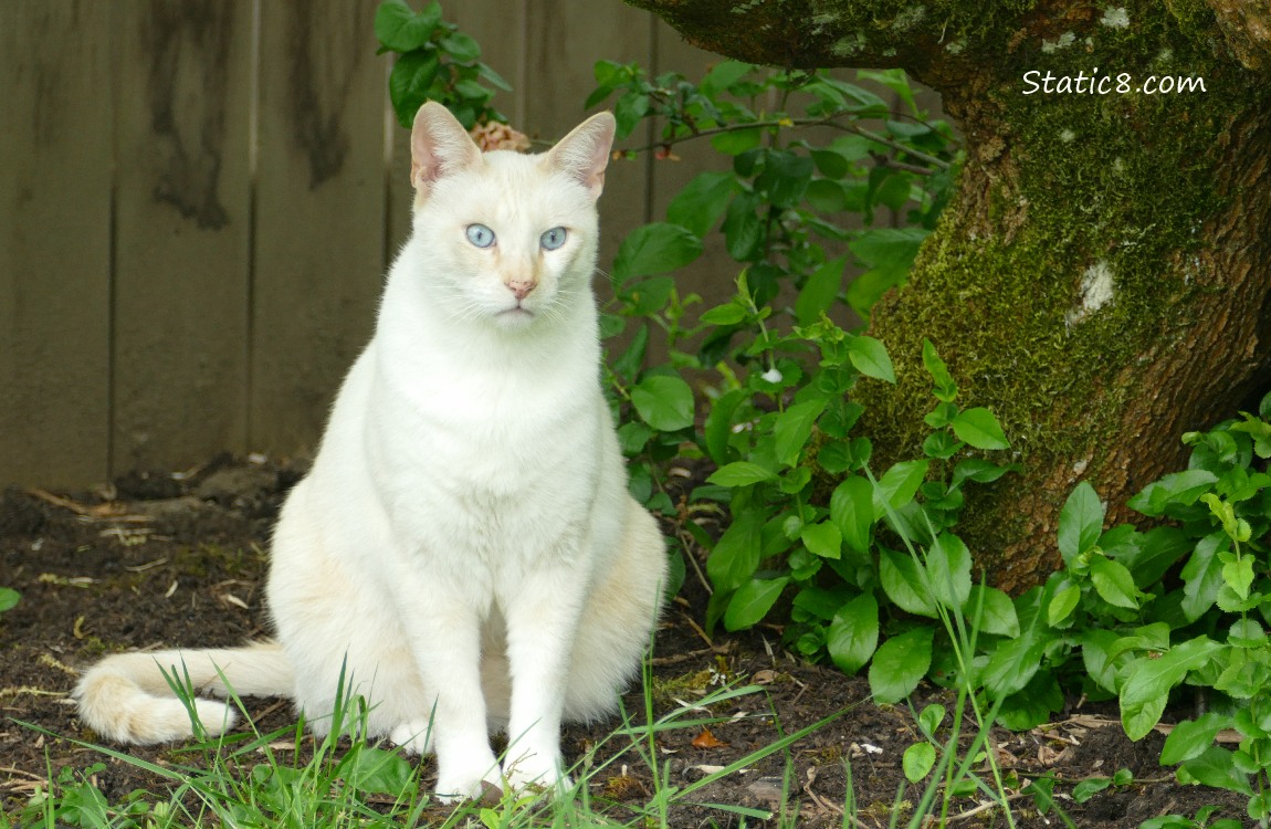 Cream coloured cat sitting under a tree in front of a wood fence