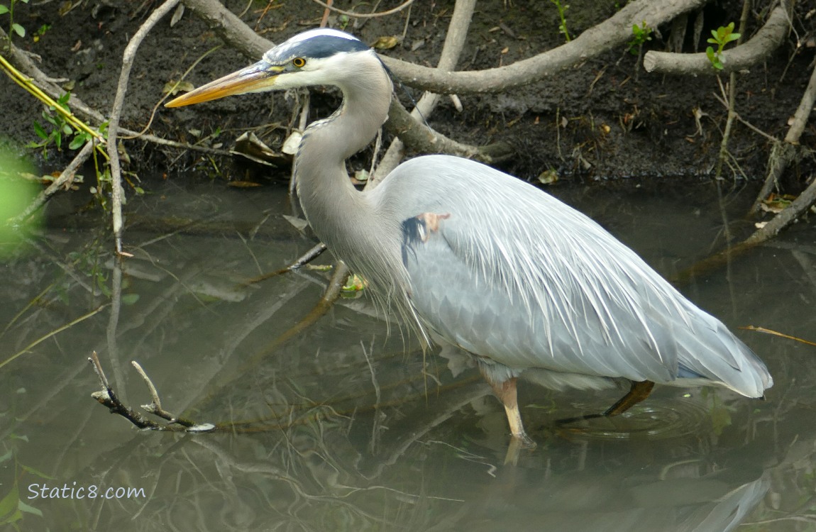 Great Blue Heron walking in shallow water next to the bank of the creek