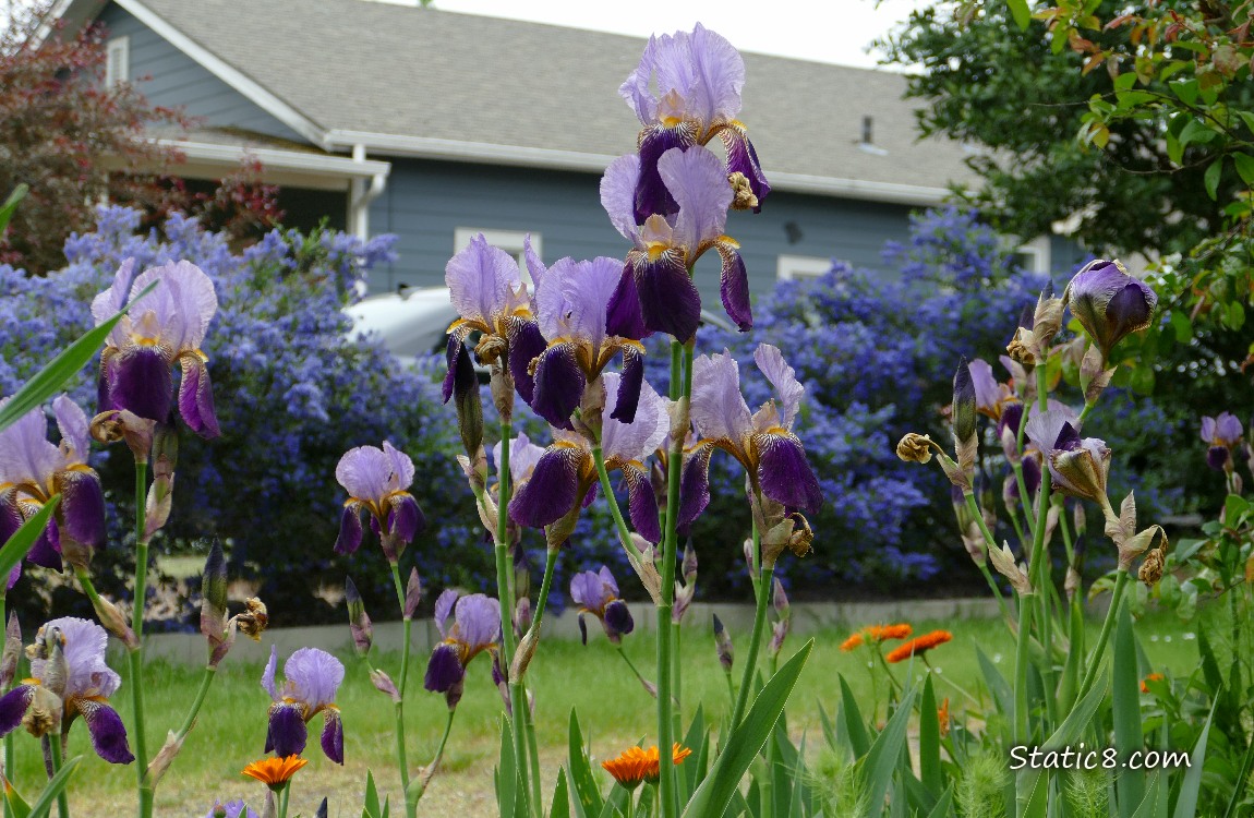 Purple and lavender Irises in front of a blue house with blue flowering bushes