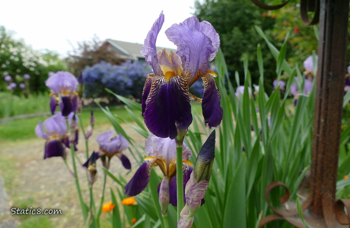 Purple and lavendar Iris blooms