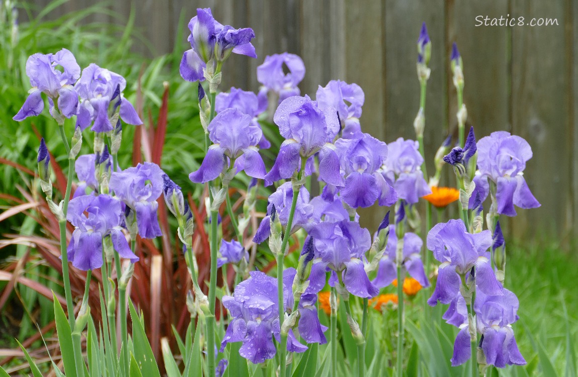 A bunch of purple Iris blooms in front of a wood fence