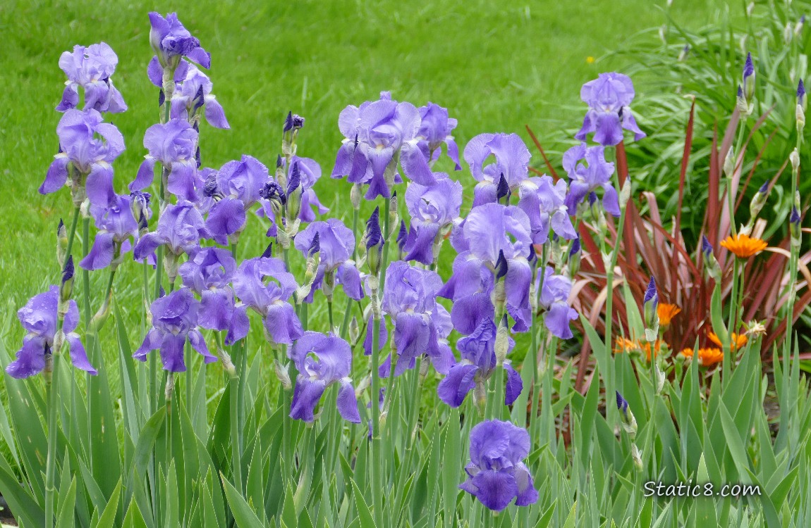 A bunch of purple Iris blooms with a grass lawn in the background