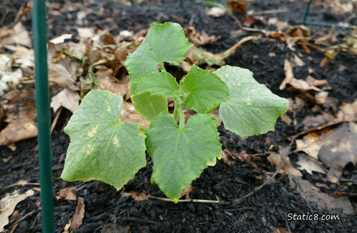 Cucumber seedling growing in the dirt