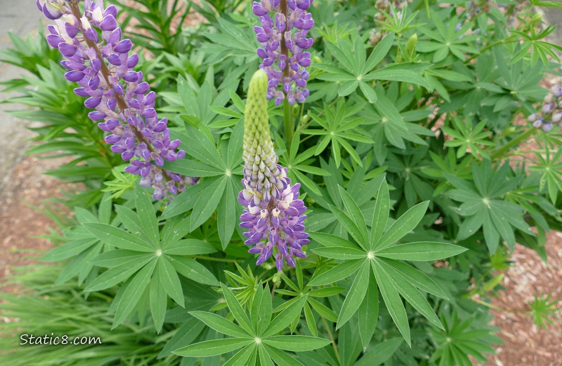 looking down at Lupine blooms and leaves