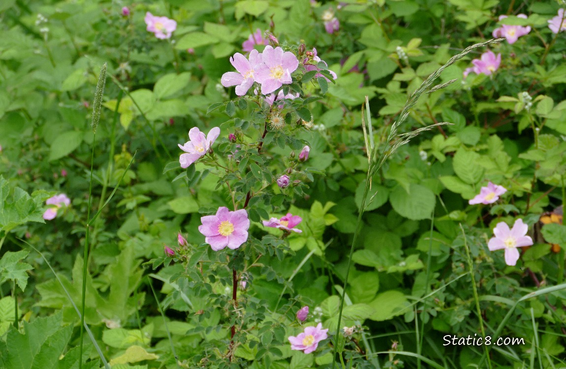 Pink native rose blooms