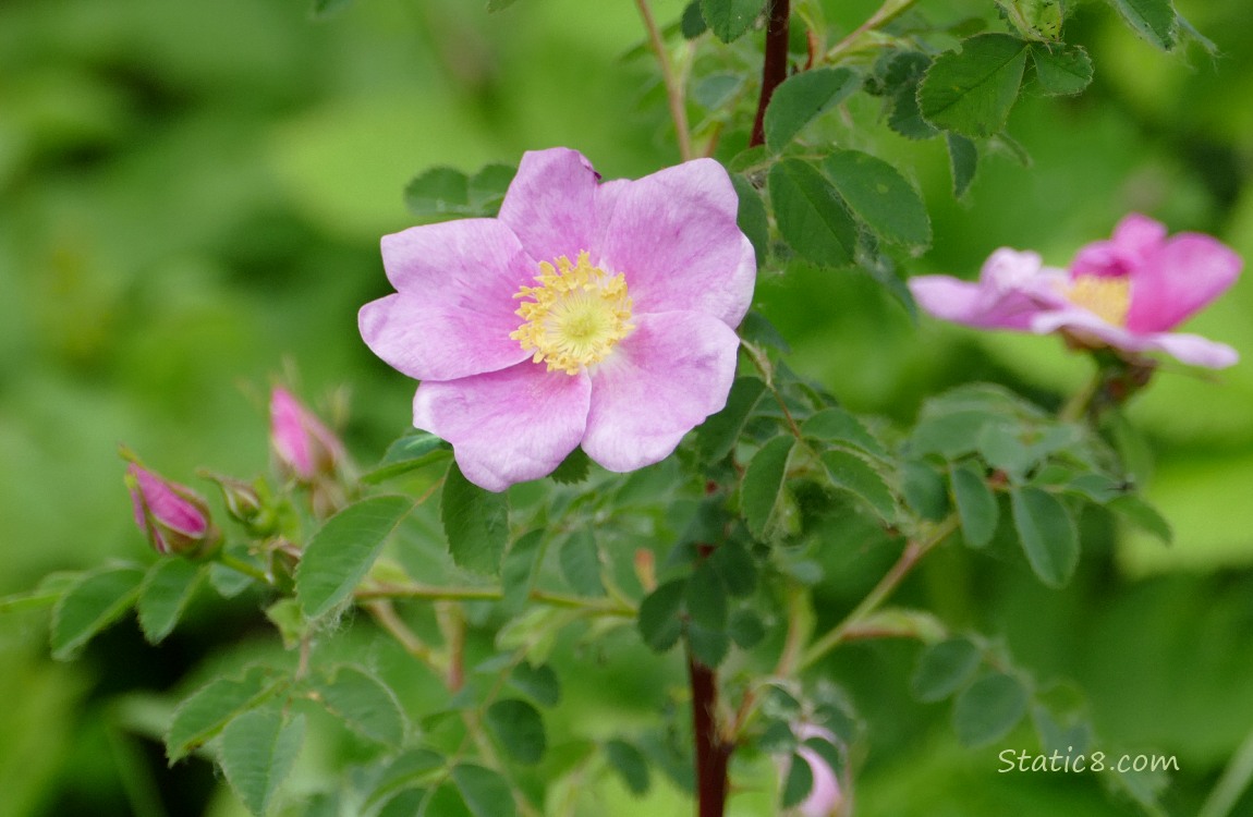 Pink native rose blooms