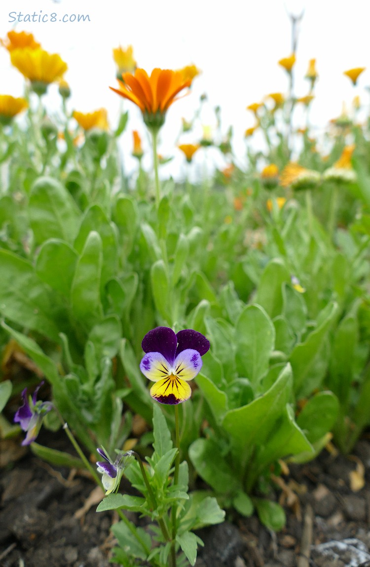 Single Pansy bloom under orange Calendula blooms