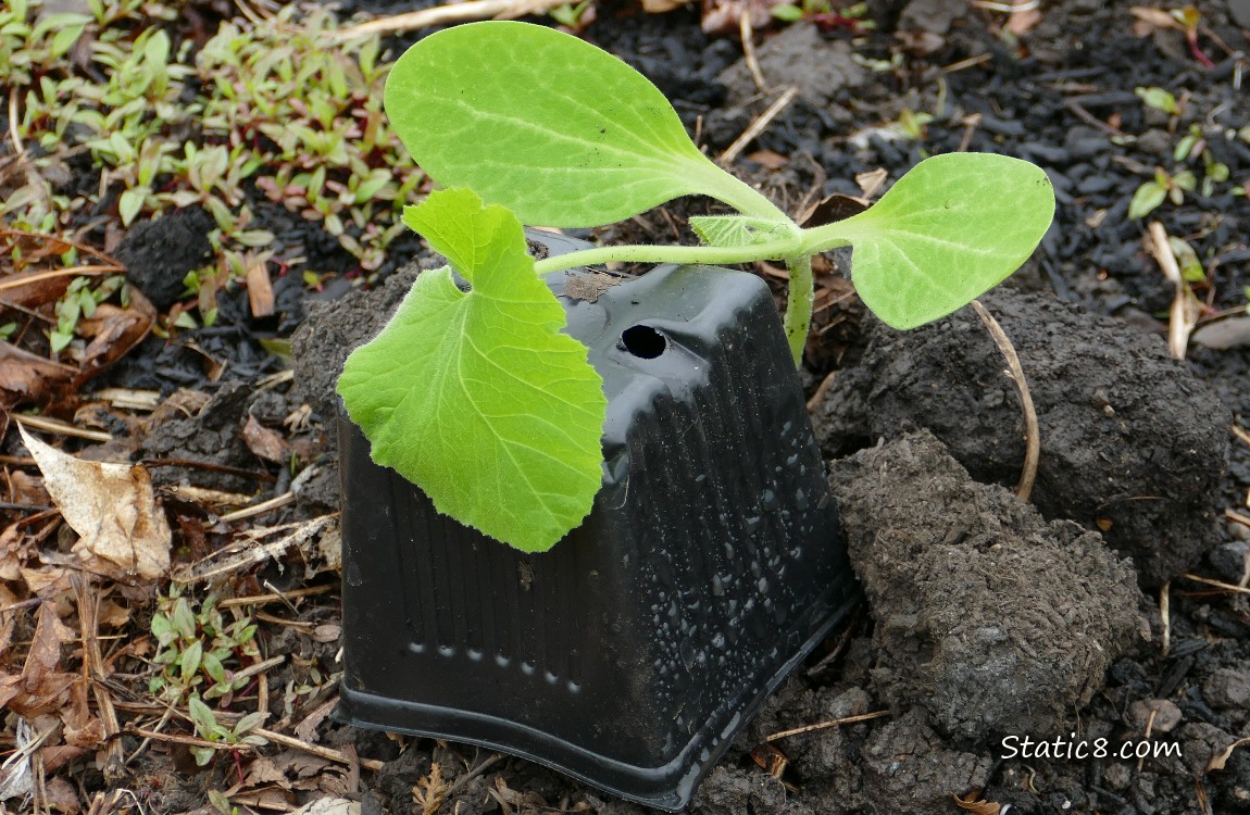 Droopy Squash plant propped up with a black nursery pot