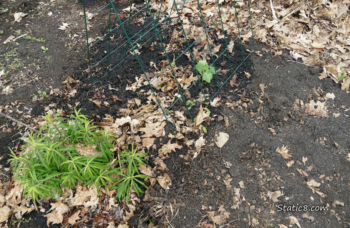 Goldenrod and a Cucumber seedling planted under a green wire trellis