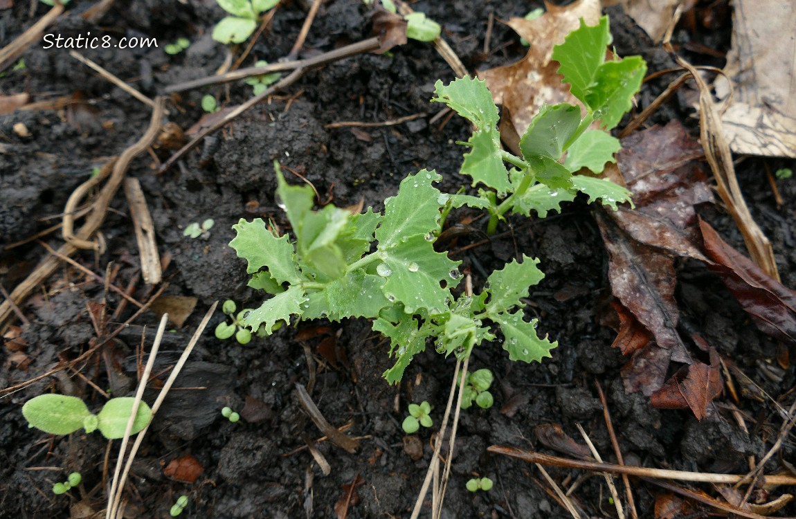 Pea plant with slug damaged leaves