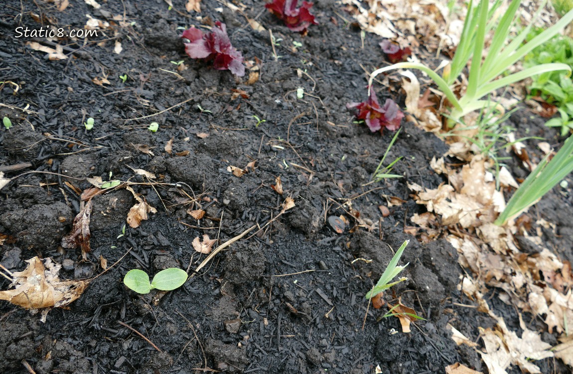 Squash seedling near purple lettuces