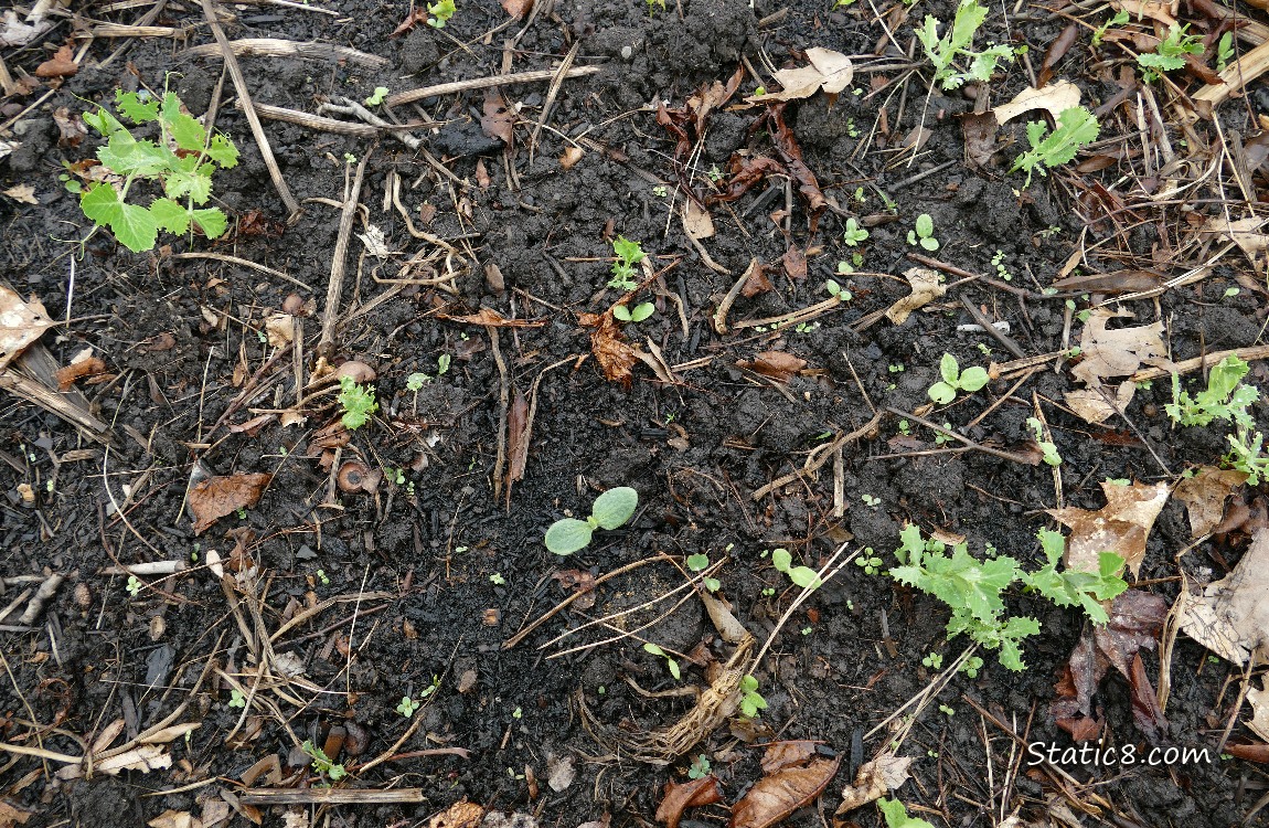 Squash seedling surrounded by pea seedlings