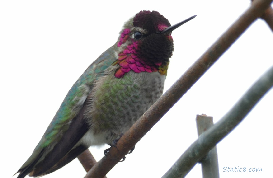 Anna Hummingbird standing on a wire trellis, grey sky behind