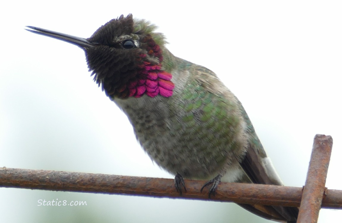 Anna Hummingbird standing on a wire trellis, singing, with grey sky behind