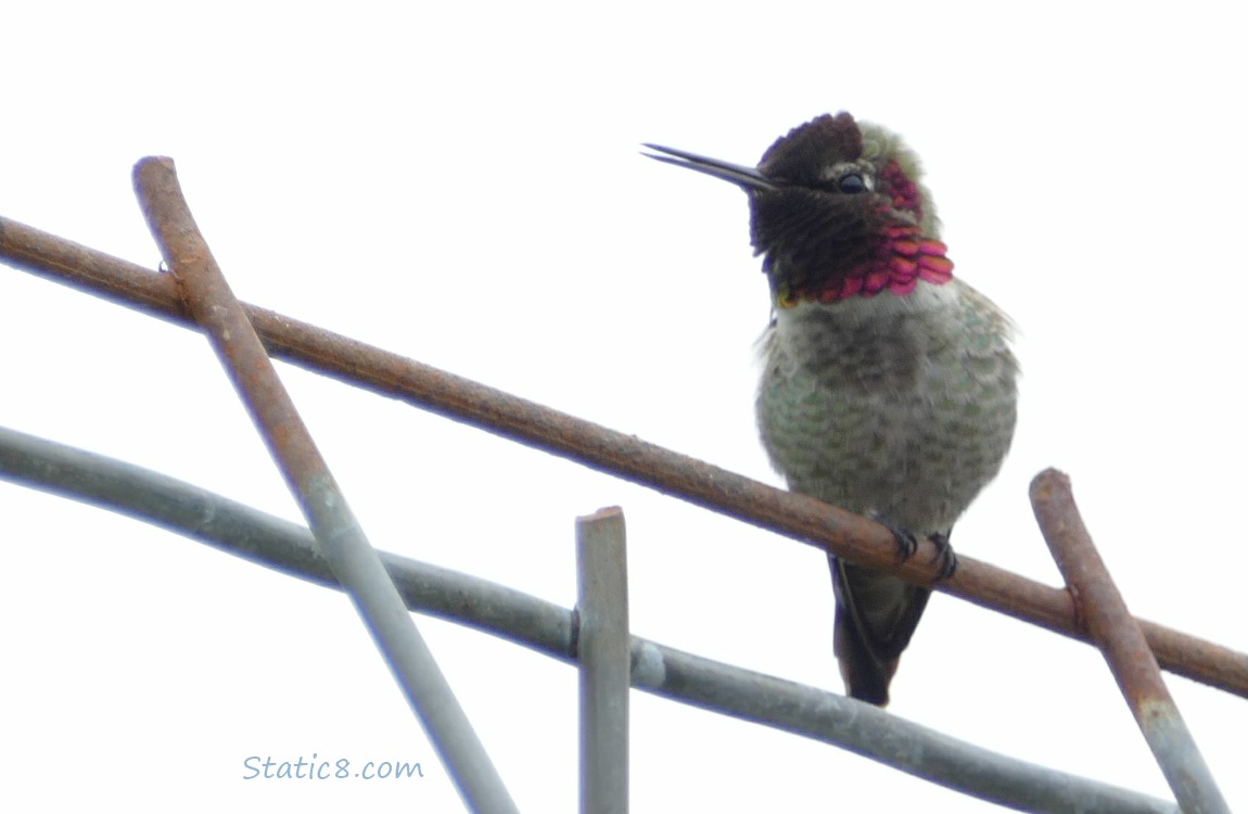 Anna Hummingbird standing on a wire trellis, singing with grey sky behind
