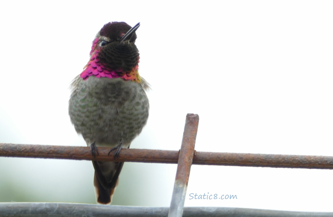 Anna Hummingbird standing on a wire trellis, singing, with grey sky behind