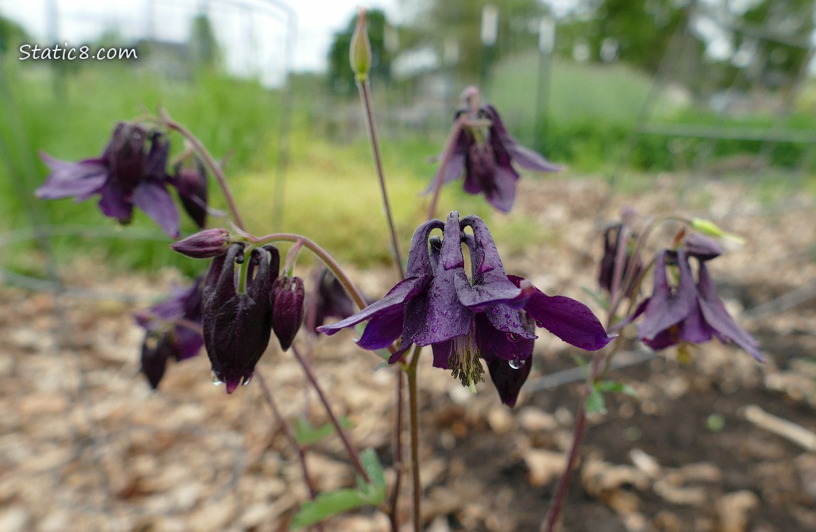 Purple Columbine blooms
