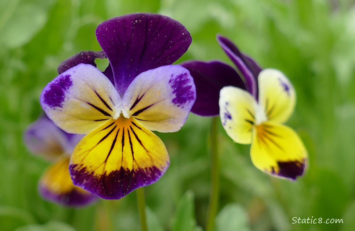 Bicolour purple and yellow Pansy blooms