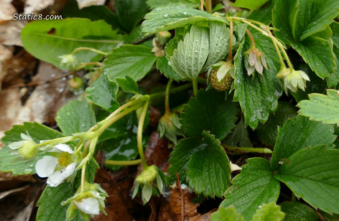 Strawberry plants with blooms and small green fruits growing