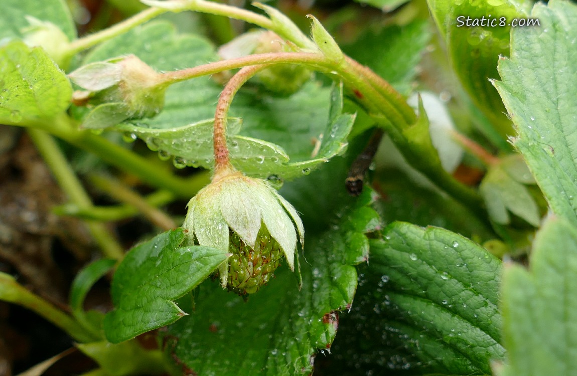 Strawberry plants with blooms and small green fruits growing