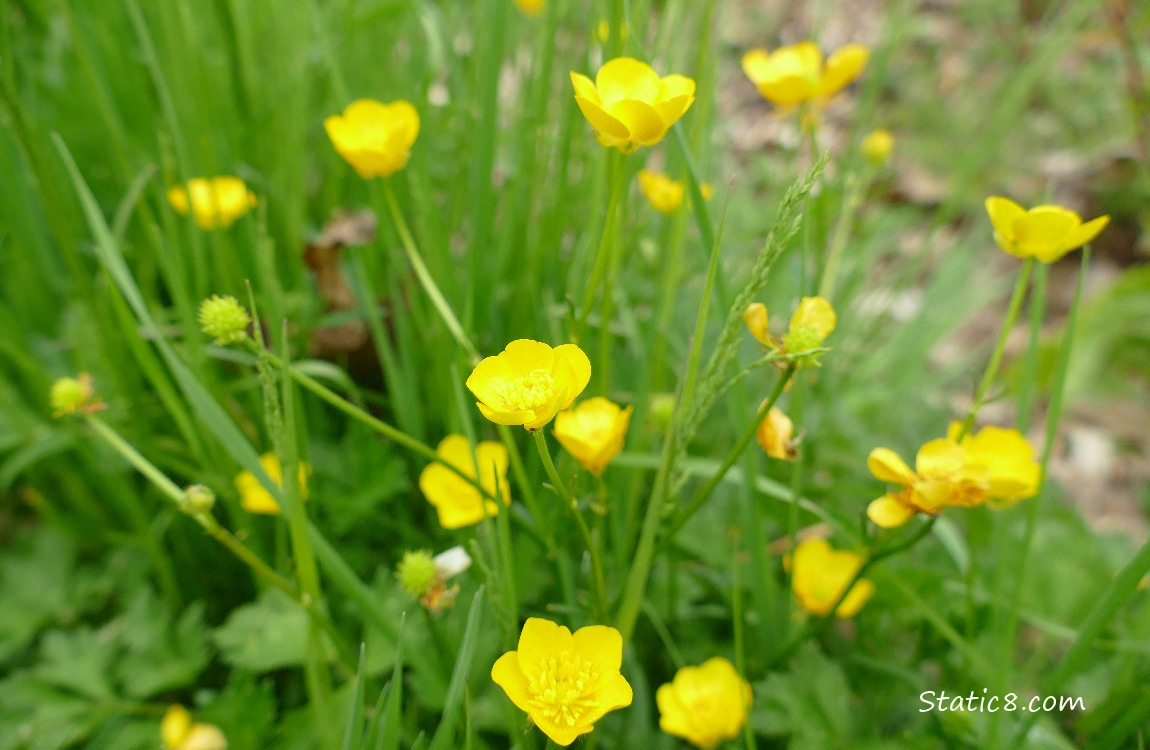 Western Buttercups blooming in the grass