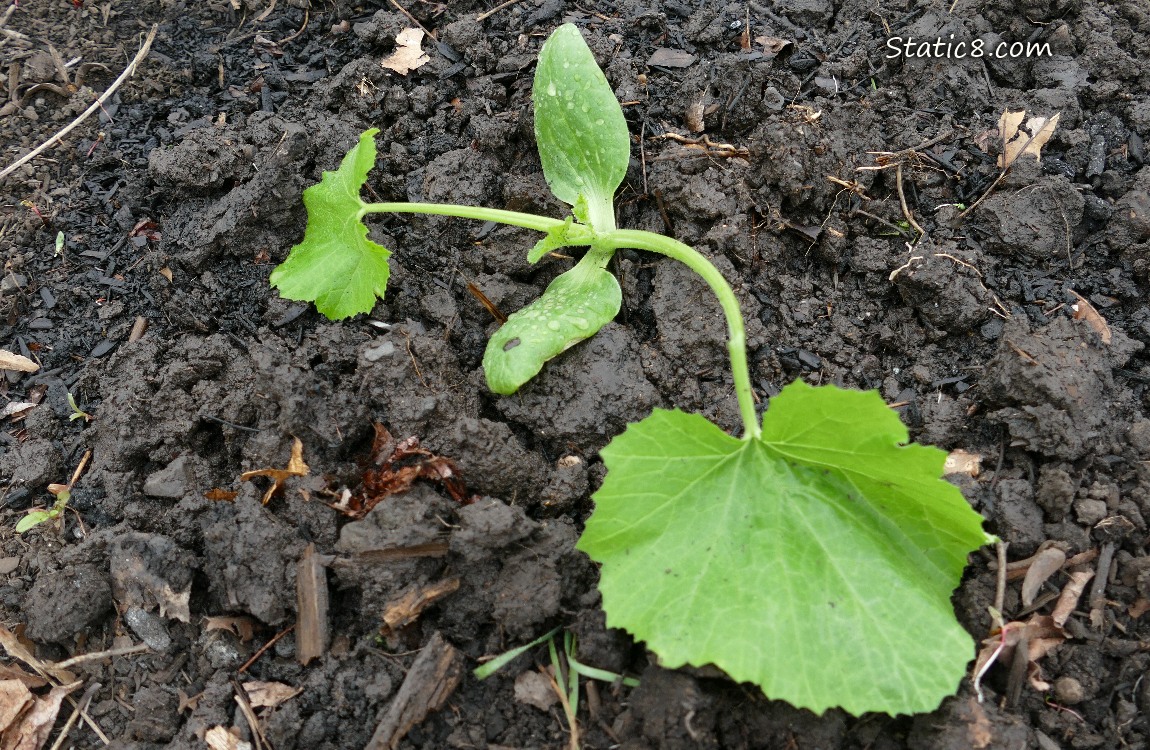 Zuc seedling planted in the dirt
