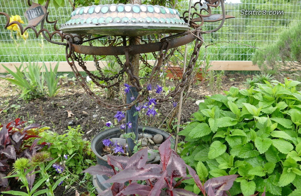 garden plants