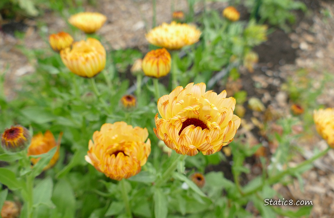 Orange Calendula blooms just about to open