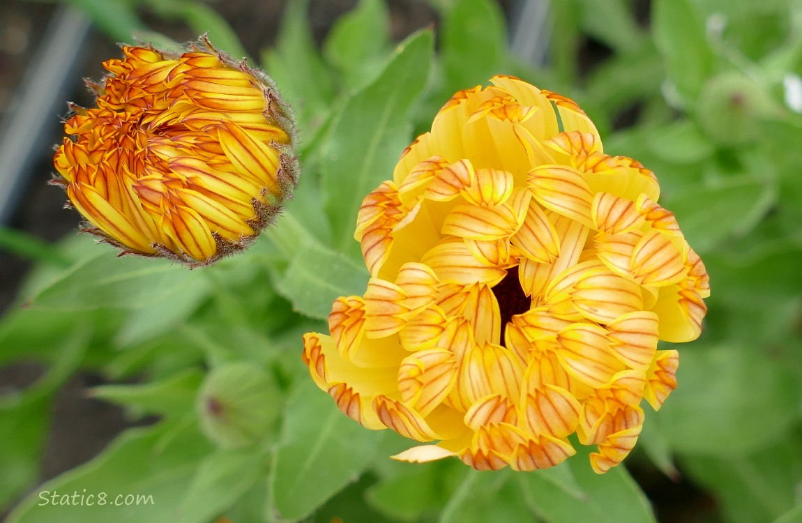 Close up of orange Calendula blooms just about to open