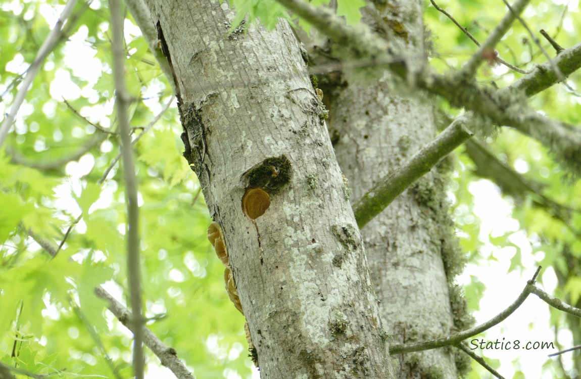 Woodpecker hole in a tree branch