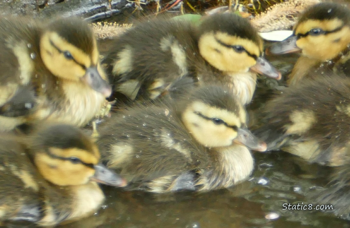 Ducklings paddling in the water