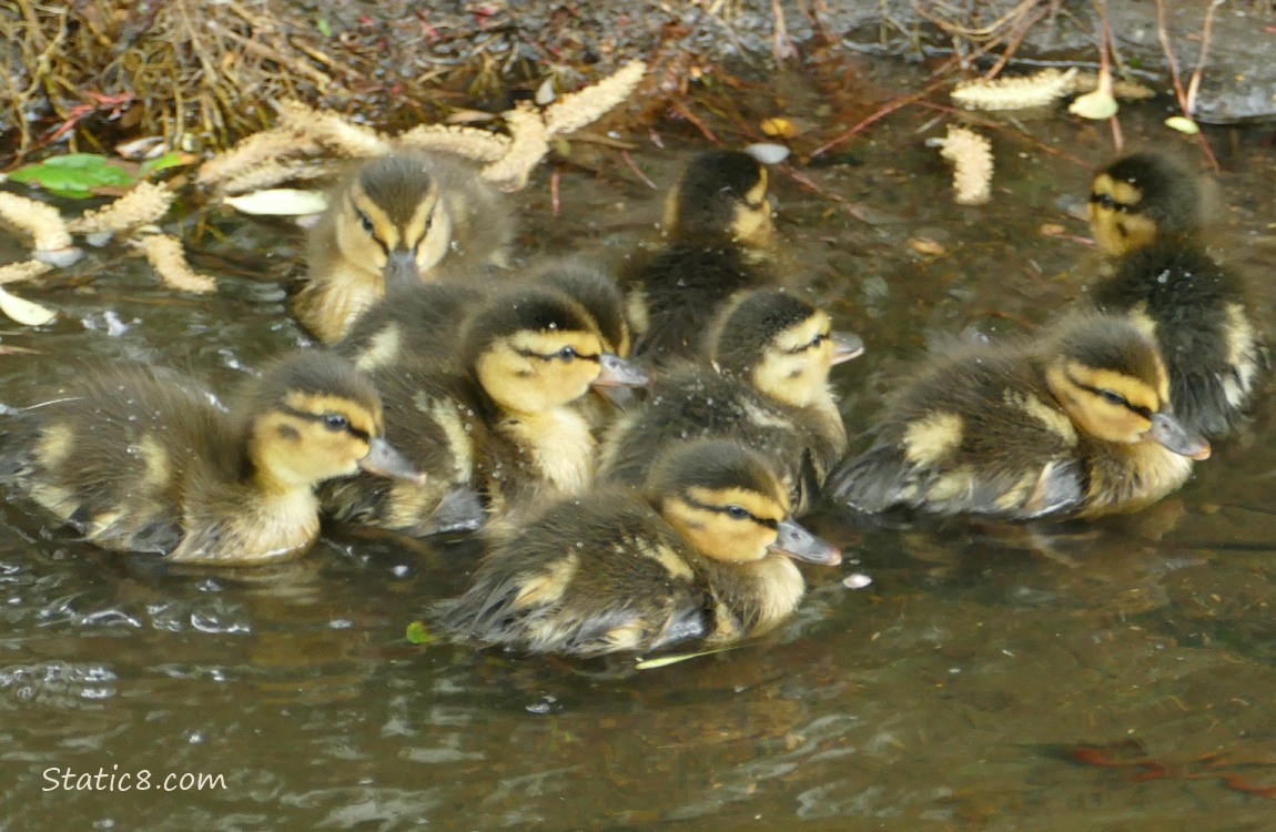 Ducklings paddling in the water next to the bank