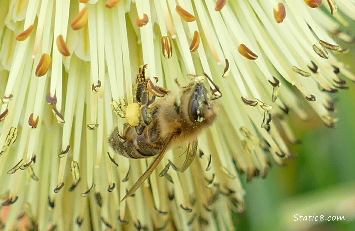 Honey Bee hanging from the Poker flower