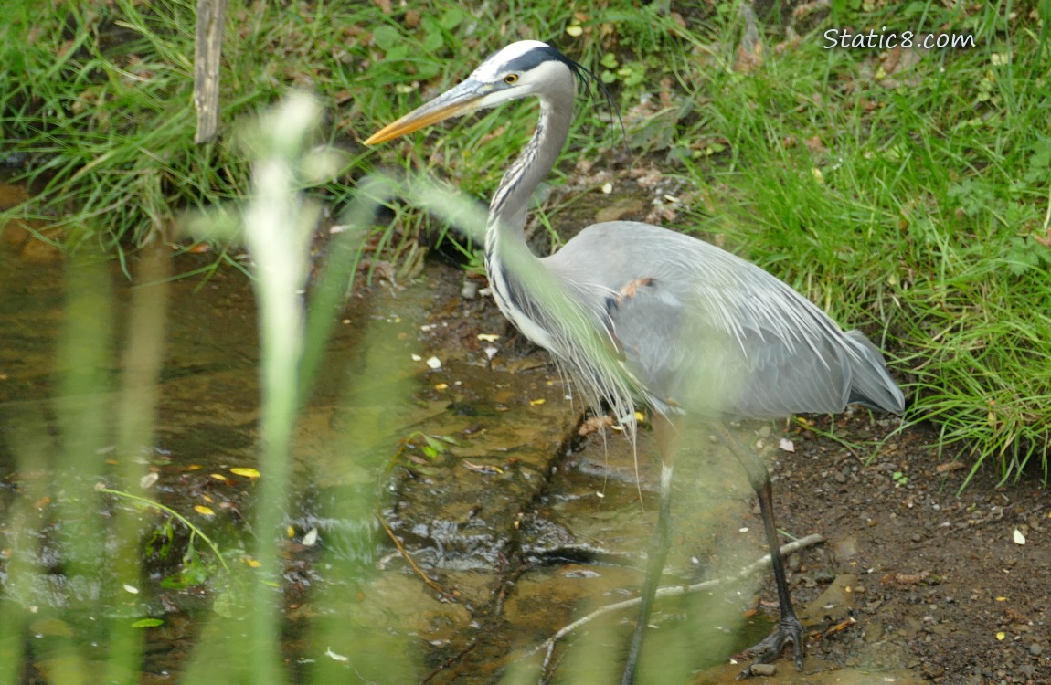 Great Blue Heron walking near the water of the creek