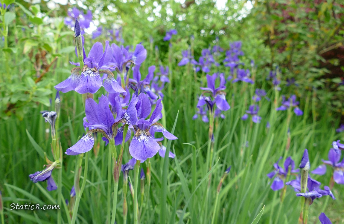 Purple Iris blooms in the grass