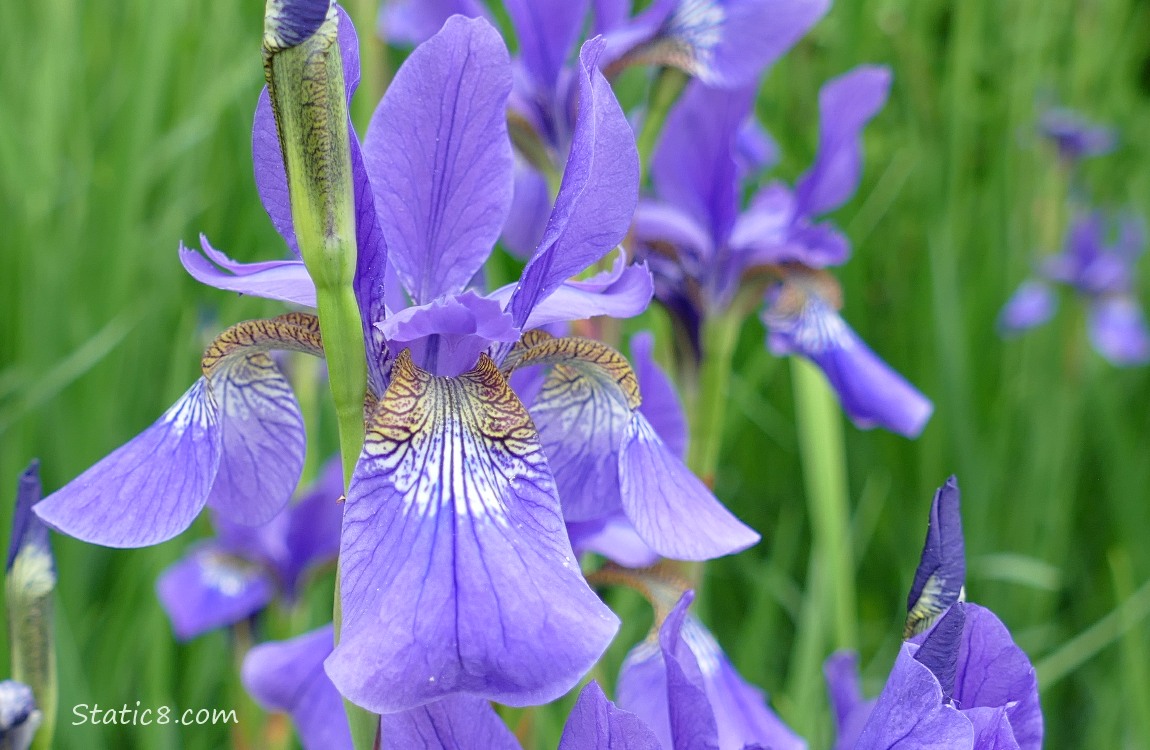 Purple Iris blooms in the grass
