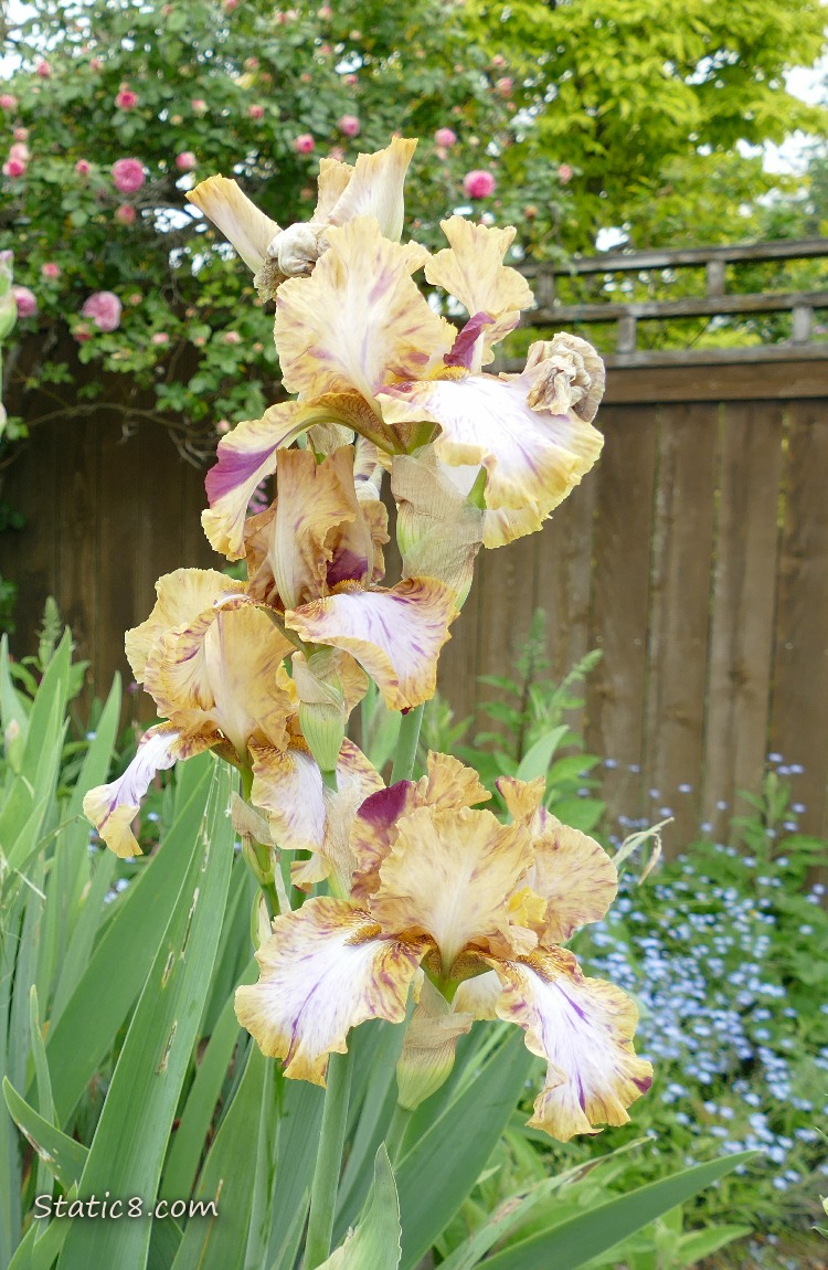 Tan Iris blooms in front of a wood fence