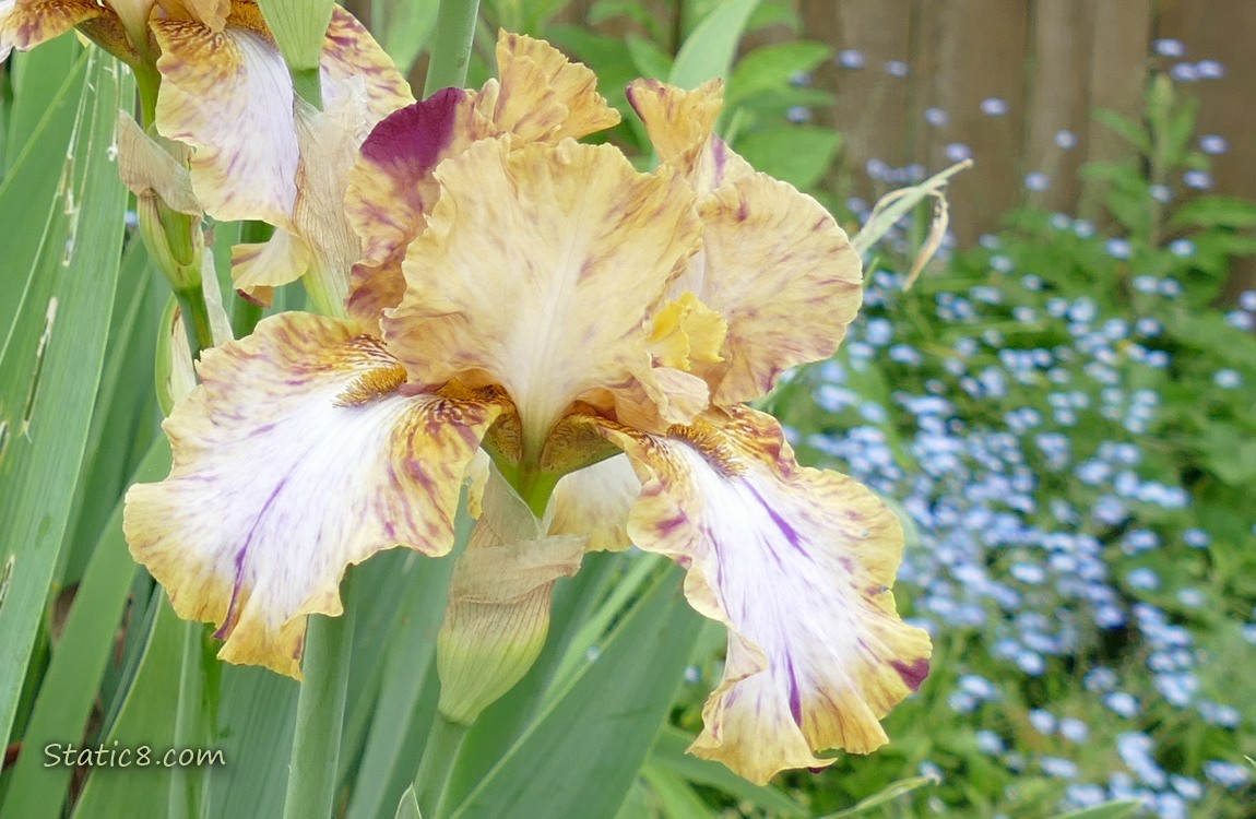Tan Iris blooms