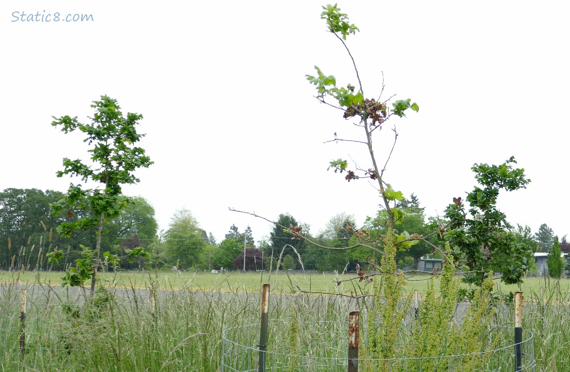 Oak saplings with grey sky