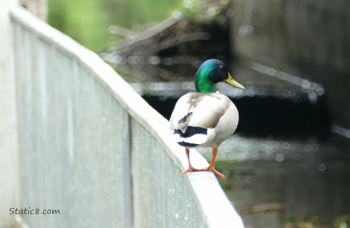 Male Mallard standing on a railing