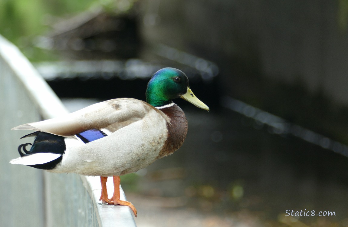 Male Mallard standing on a railing