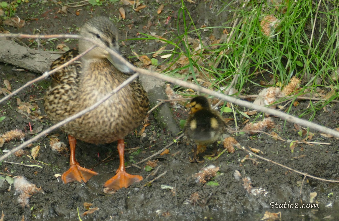 Mama Mallard with one duckling standing in the mud of the bank