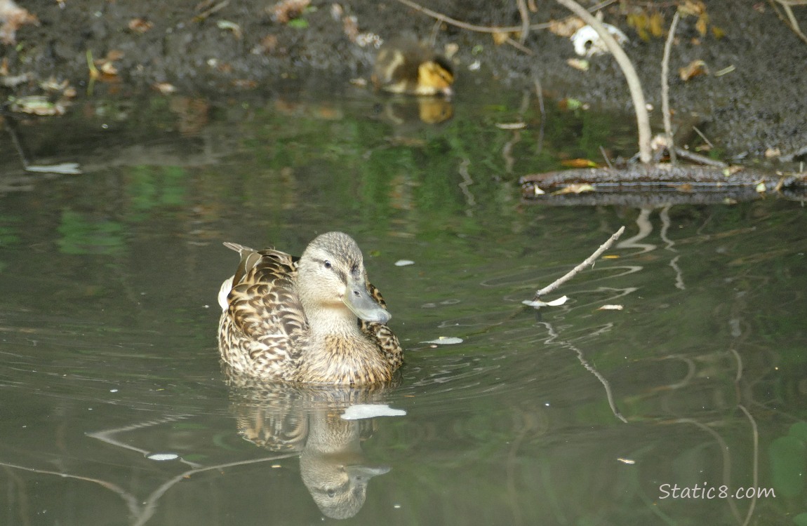 Mama Mallard paddling on the water with duckling in the background