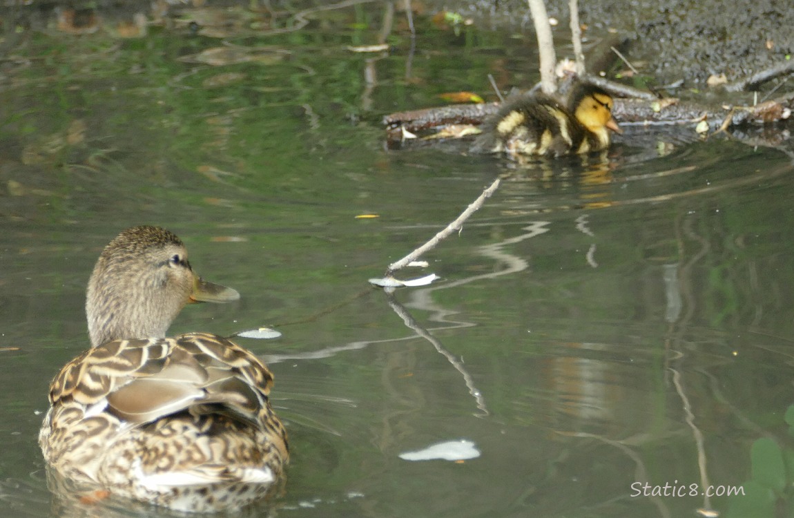 Mama Mallard paddling on the water, looking back at her baby