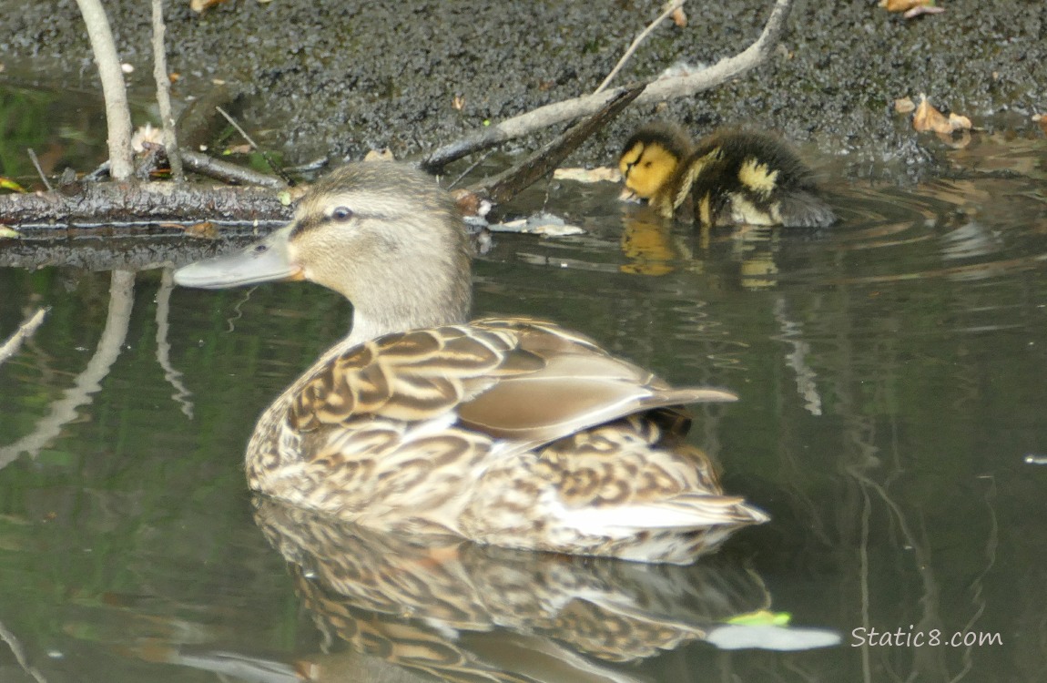 Mama Mallard paddling on the water, duckling in the background